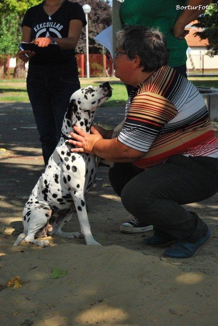 Paca, a mentett dalmata terápiás kutyának tanul